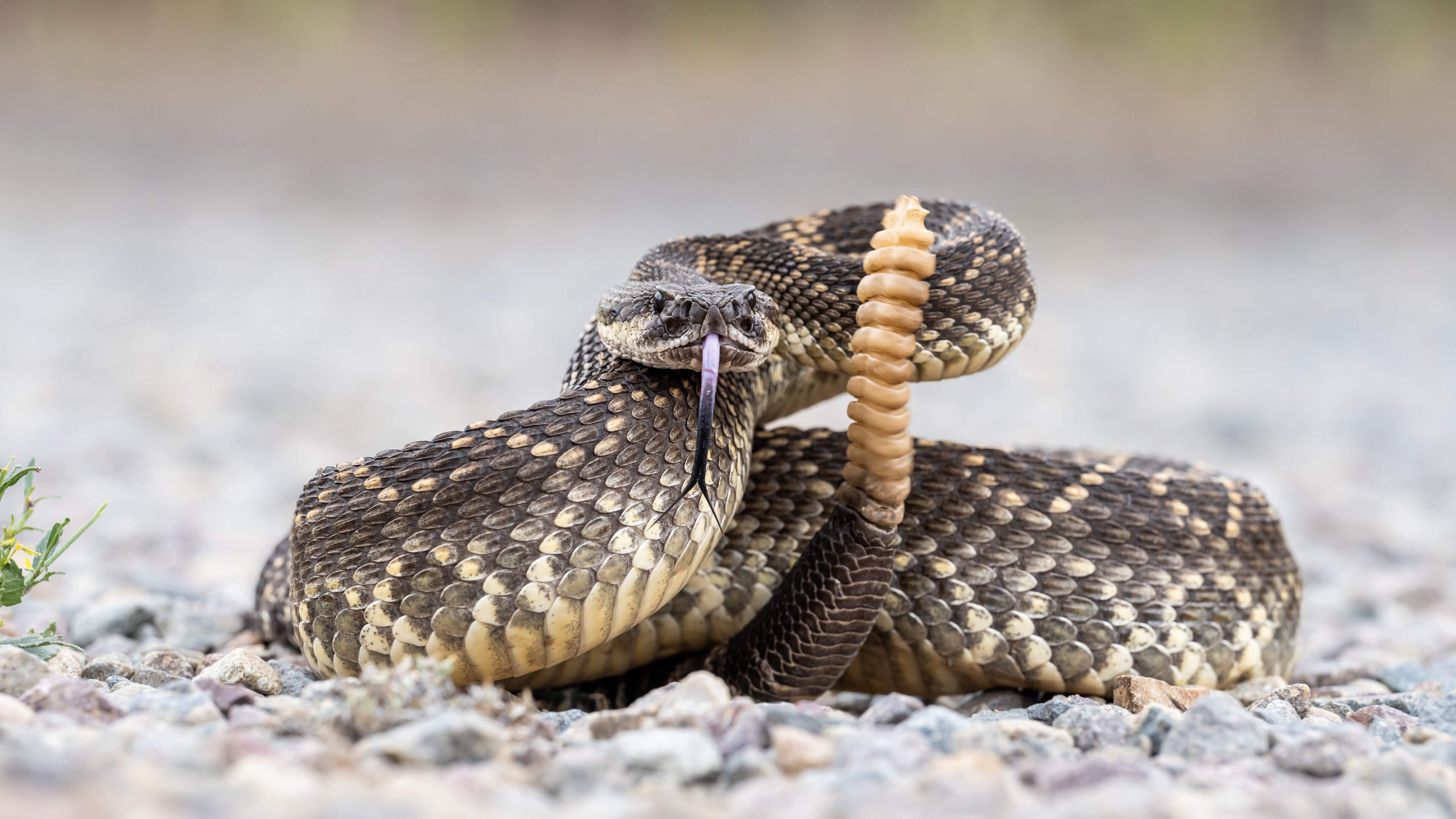 Man given 54 doses of antivenom to survive rattlesnake bite in California